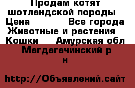 Продам котят шотландской породы › Цена ­ 2 000 - Все города Животные и растения » Кошки   . Амурская обл.,Магдагачинский р-н